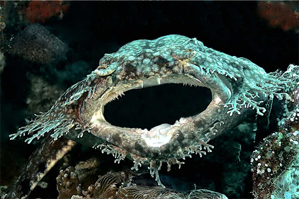 wobbegong shark