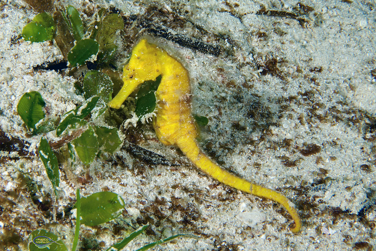 I cavallucci di mare del Raja Ampat