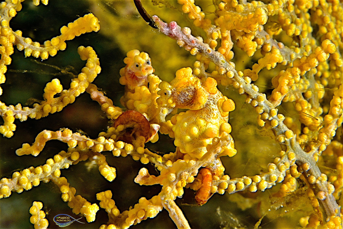 I cavallucci di mare del Raja Ampat