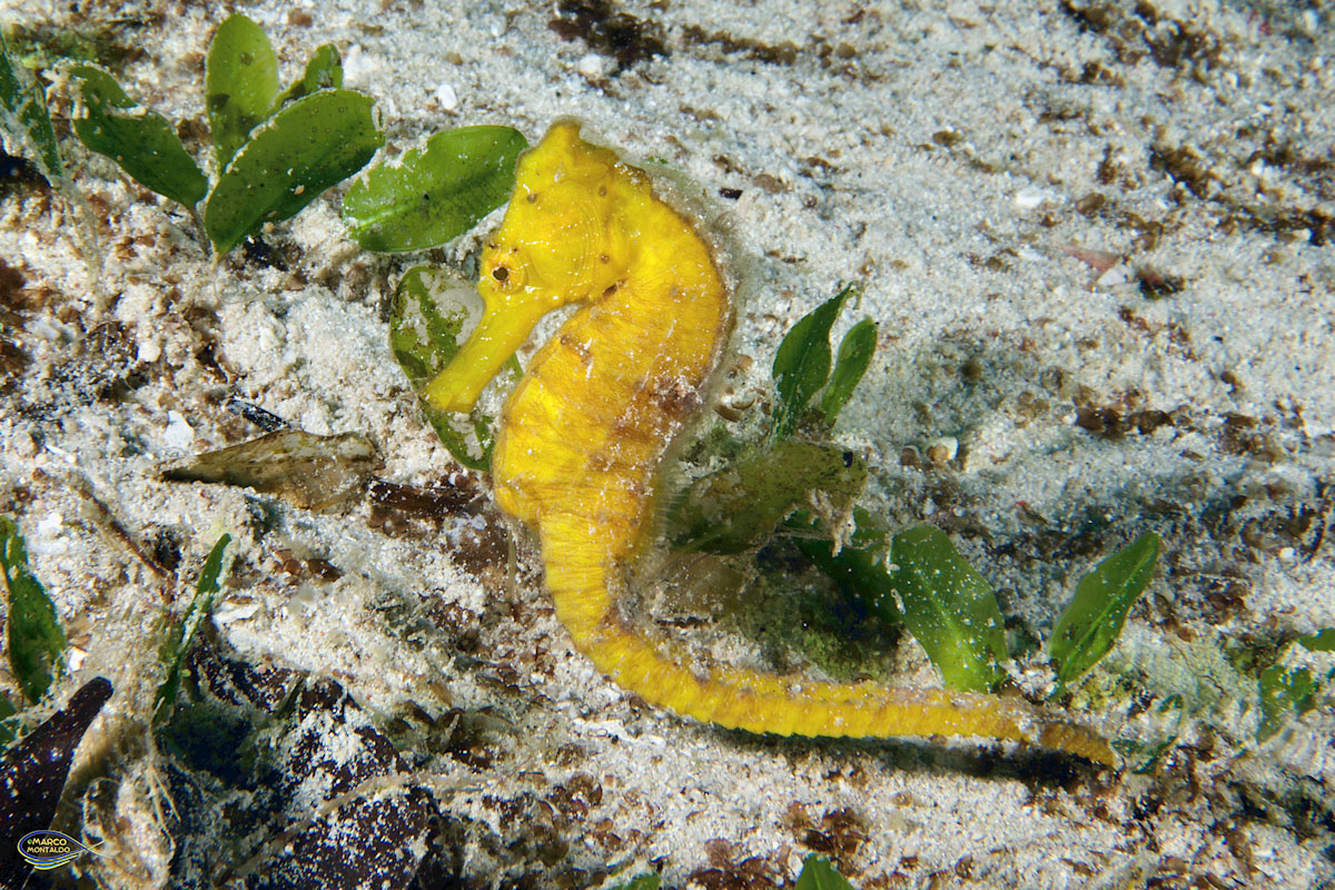 I cavallucci di mare del Raja Ampat