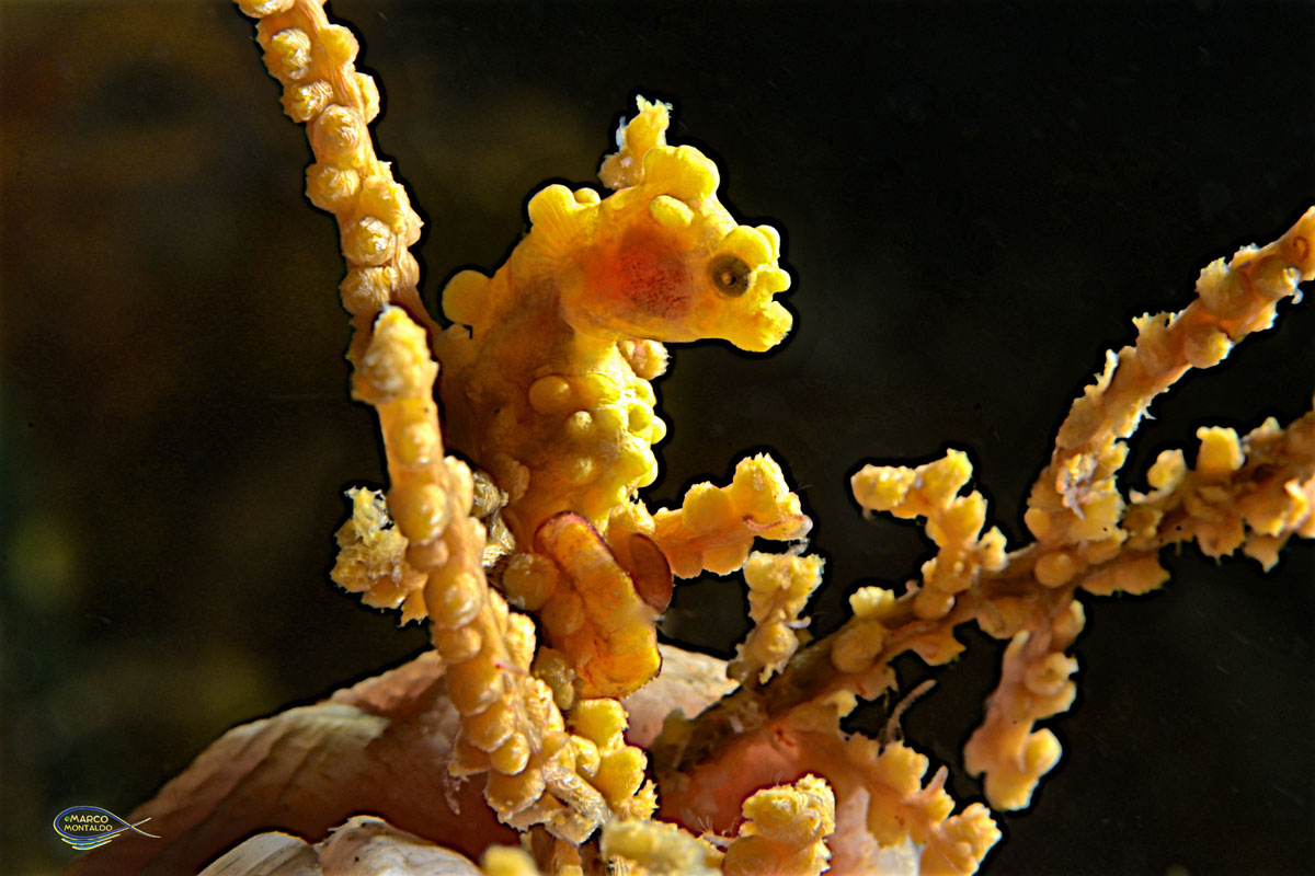 I cavallucci di mare del Raja Ampat