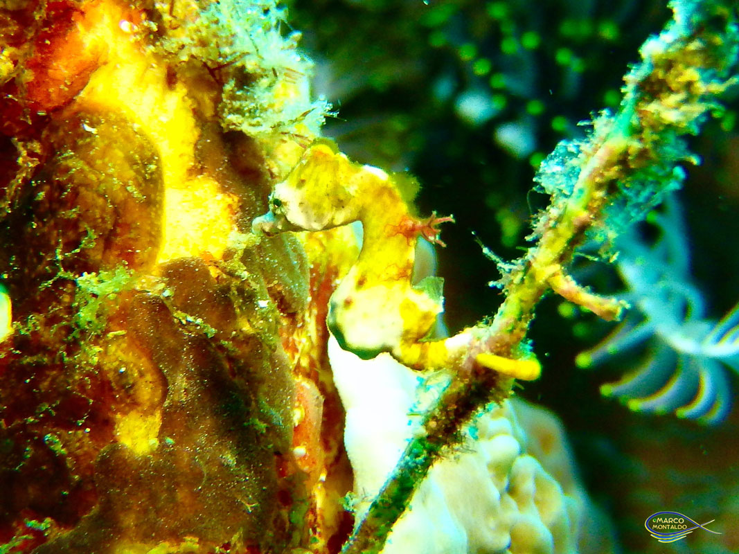 I cavallucci di mare del Raja Ampat