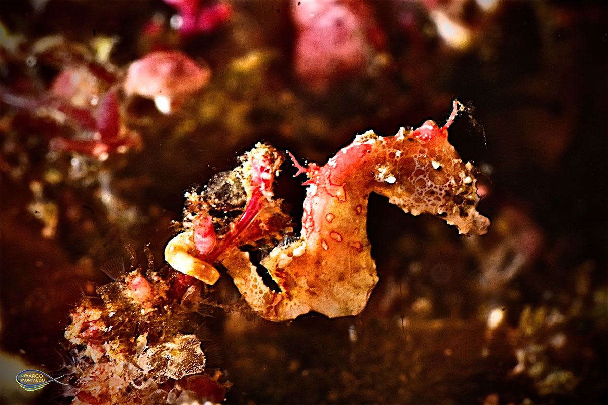 I cavallucci di mare del Raja Ampat